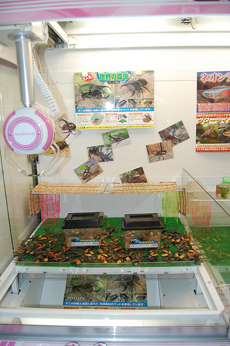 The live beetle crane game next to the Mr. Saturns.
